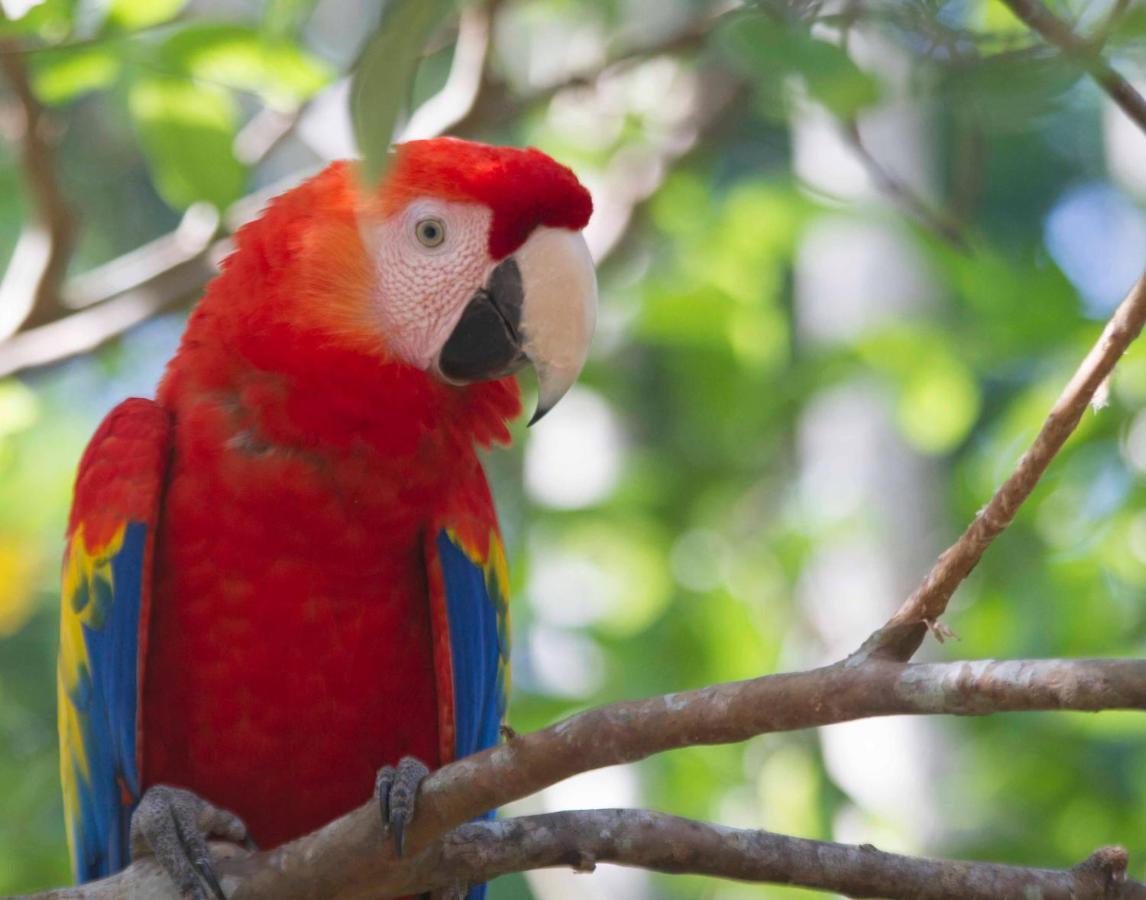 Jungle Lodge At Wild Sun Rescue Center Cabuya  Bagian luar foto
